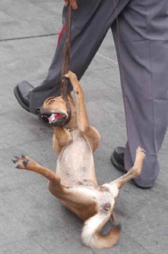 Perro torturado