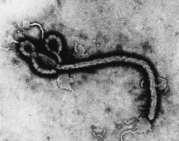 Virus Ebola