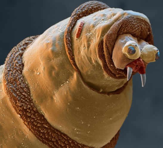 La moral de nuestros insectos