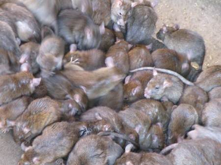 Ratas