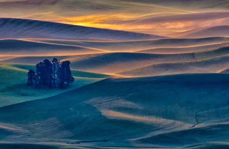 Campos de trigo