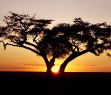 Africa
