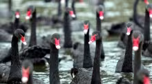 Cisnes Negros