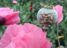 Opio, Colombia, Afganistán, Amapola