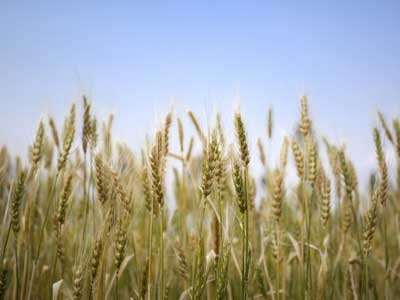 Noticias sobre la producción y comercialización de trigo